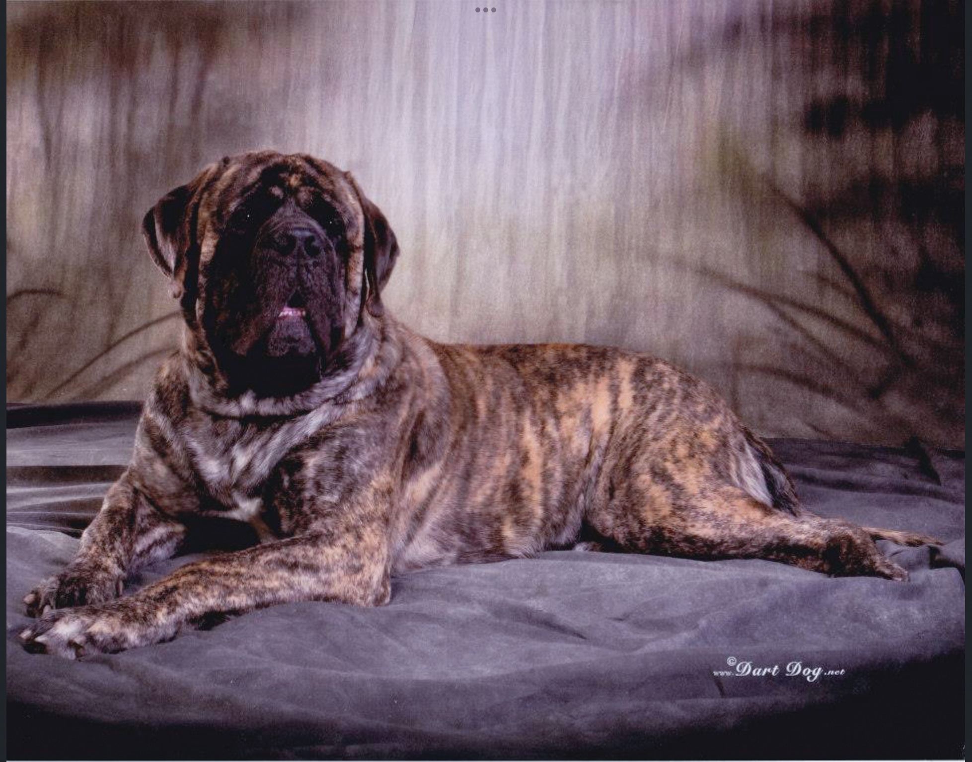 Ironways Mastiffs Mastiffs, California