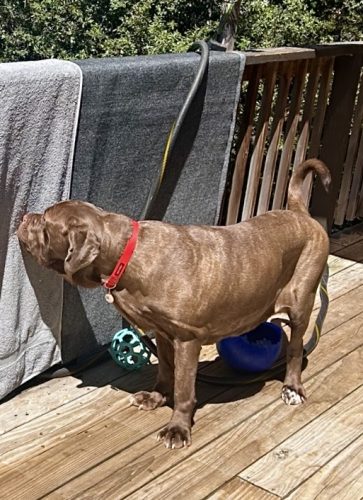 Gemma Pictured at 10 months❤️